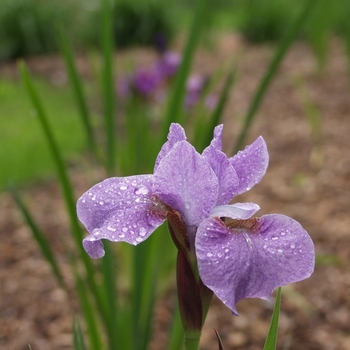 Iris sibirica 'Sprinkles' 