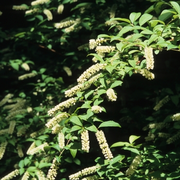 Itea japonica