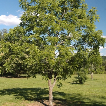 Juglans cordiformis 'Rhodes'