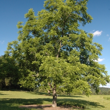 Juglans nigra 'Cornell' 