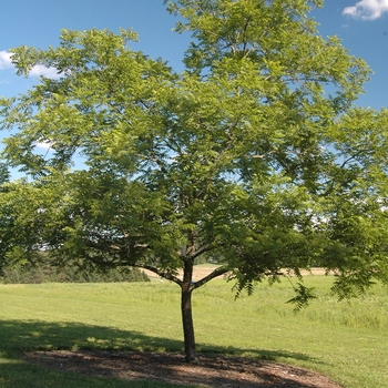 Juglans nigra 'Ohio' 