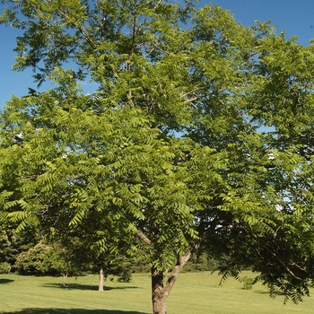 Juglans nigra 'Stambaugh'