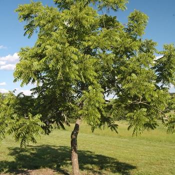 Juglans nigra 'Thomas Black'