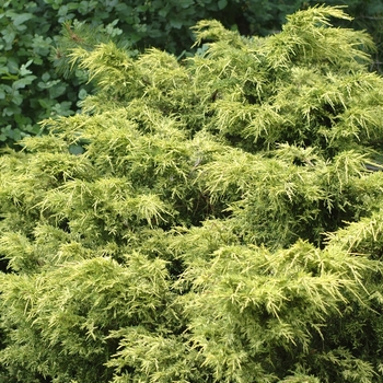 Juniperus chinensis 'Golden Glow'