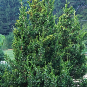 Juniperus chinensis 'Keteleeri'