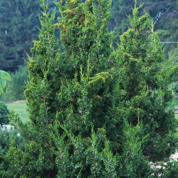 Juniperus chinensis 'Keteleeri' 