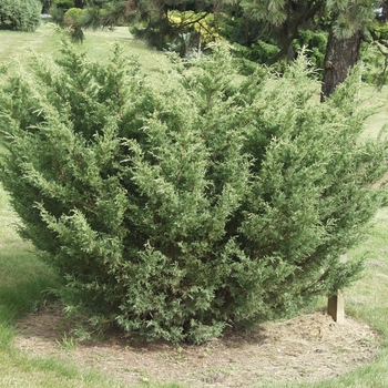 Juniperus chinensis 'Kohankie's Compact'