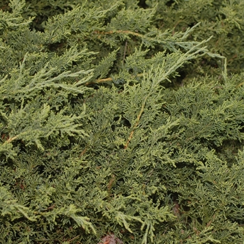 Juniperus chinensis 'San Jose' 