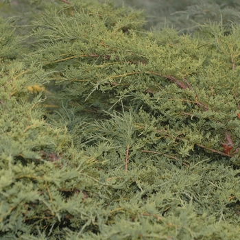 Juniperus chinensis 'Sea Spray' 
