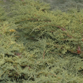 Juniperus chinensis 'Sea Spray'