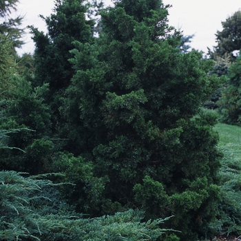 Juniperus chinensis 'Shoosmith' 
