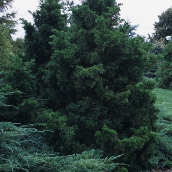 Juniperus chinensis 'Shoosmith'