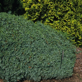 Juniperus communis 'Berkshire'