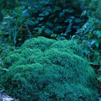 Juniperus communis 'Echiniformis'