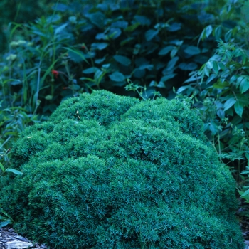 Juniperus communis 'Echiniformis' 