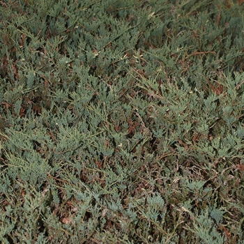 Juniperus horizontalis 'Veriegata'