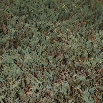 Juniperus horizontalis 'Veriegata' 