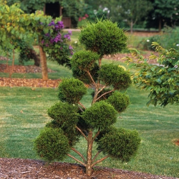 Juniperus species 