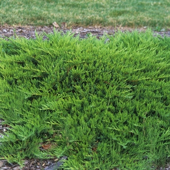 Juniperus sabina var tamariscifolia