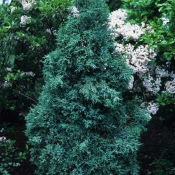 Juniperus scopulorum 'Gray Gleam' 