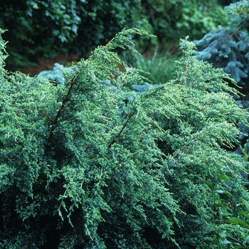 Juniperus squamata 'Holger'