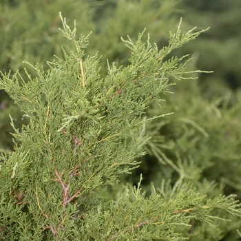 Juniperus chinensis 'Armstrong' 