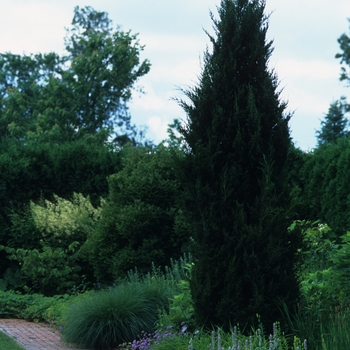 Juniperus virginiana 'Idyllwild' 