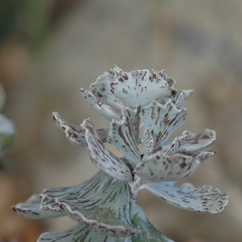 Kalanchoe rhombopilosa