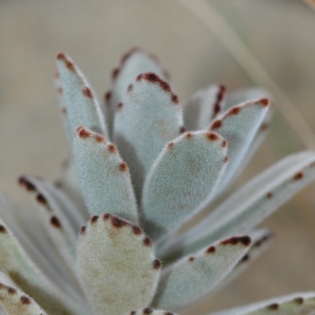 Kalanchoe tomentosa 