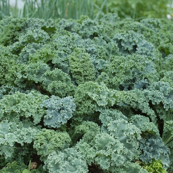 Brassica oleracea var. acephala