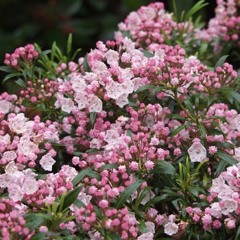 Kalmia angustifolia 'Hammonasset' 