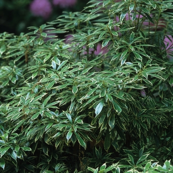 Kalmia latifolia 'Variegata'