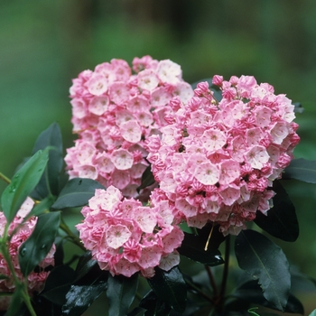 Kalmia latifolia 'Bay State'