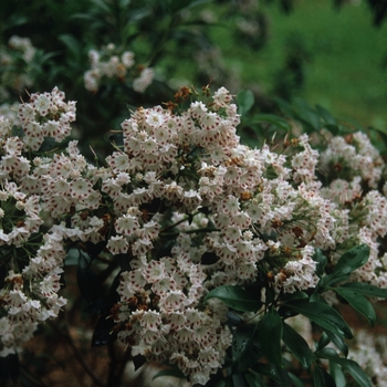 Kalmia latifolia 'Freckles'