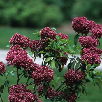 Kalmia latifolia 'Heart's Desire'