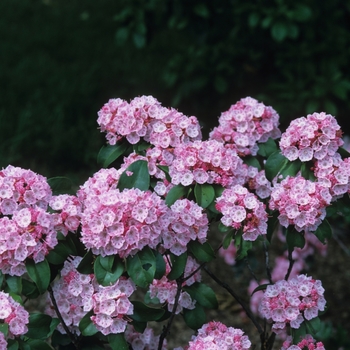 Kalmia latifolia 'Pink Frost' 