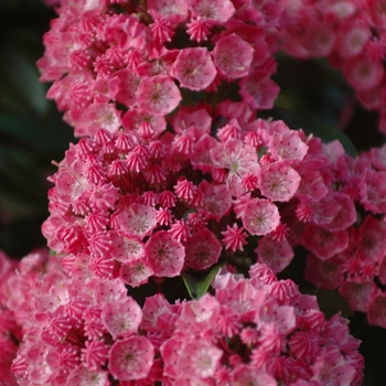 Kalmia latifolia 'Sarah'