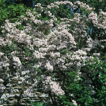 Kolkwitzia amabilis '' (033138)