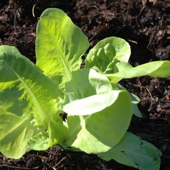 Lactuca sativa 'Buttercrunch'