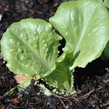 Lactuca sativa 'Concept'