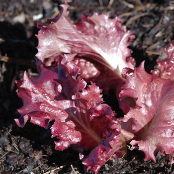 Lactuca sativa 'Galactic'