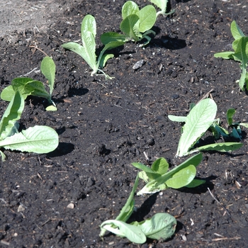 Lactuca sativa 'Green Towers' 