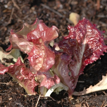 Lactuca sativa 'New Red Fire'