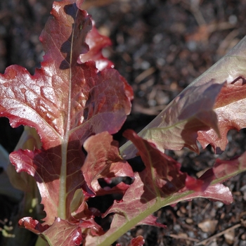 Lactuca sativa 'Red Salad Bowl' 