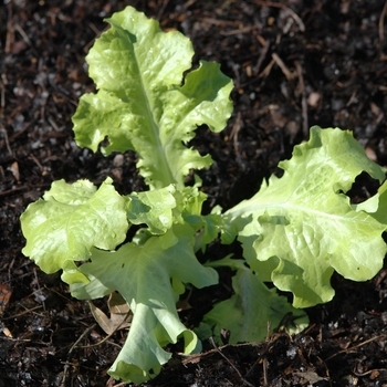 Lactuca sativa 'Salad Bowl' 