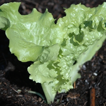 Lactuca sativa 'Two Star'