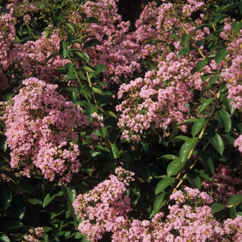 Lagerstroemia indica 'Choctaw' 