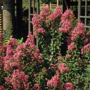 Lagerstroemia indica 'Comanche'