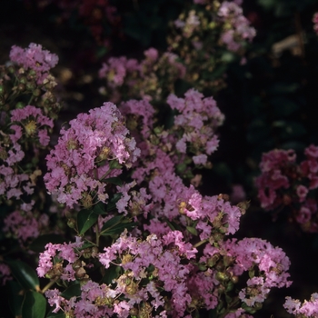 Lagerstroemia indica