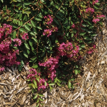 Lagerstroemia indica 'Houston' 